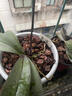 蘭花專(zhuān)用土營(yíng)養土種養君子蘭墨蘭蝴蝶蘭花專(zhuān)用植料松樹(shù)皮專(zhuān)用肥料 【豪華版】蘭花專(zhuān)用土24升 曬單實(shí)拍圖