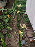 香水百合種球四季開花盆栽帶花苞進(jìn)口重瓣百合花球種子花苗鮮花卉 香水百合混色10球不含盆土 曬單實(shí)拍圖