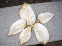 同甘園泰國(guó)進(jìn)口金枕榴蓮新鮮榴蓮整個(gè)帶殼榴蓮熱帶水果 3-4斤精品老樹果（包3-4房） 曬單實(shí)拍圖