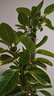 花財(cái)主大型綠植各種大型盆栽發(fā)財(cái)樹(shù)金錢(qián)樹(shù)榕樹(shù)流泉楓辦公室內(nèi)盆景好養(yǎng)活 S級(jí)黃金榕1.6-1.8m【聚寶盆】 曬單實(shí)拍圖