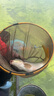 倉吉倉吉釣魚(yú)細地袖子成品雙鉤無(wú)倒刺鯉魚(yú)鉤綁好鉤20付裝競技釣魚(yú)成品 仕掛6號細地袖【20付裝】 0.6號 曬單實(shí)拍圖