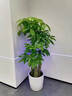 芙洛拉花園【兩小時(shí)達(dá)】發(fā)財(cái)樹大型綠植物盆栽室內(nèi)好養(yǎng)落地客廳開業(yè)喬遷送禮 步步高發(fā)財(cái)樹 曬單實(shí)拍圖