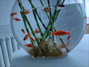 橙央創(chuàng)意扁口玻璃魚缸橢圓形超白透明玻璃金魚缸迷你水族箱小型桌面- 20扁魚+彩石 曬單實(shí)拍圖