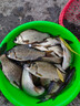 沃鼎釣魚(yú)傘2025新款釣魚(yú)遮陽(yáng)傘戶(hù)外垂釣拐杖傘大傘太陽(yáng)傘沙灘傘臺釣傘 2.2米 黑膠阻光 無(wú)懼烈日-湛藍 曬單實(shí)拍圖