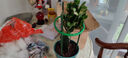進(jìn)口嫁接蟹爪蘭盆栽花卉多色帶花苞重瓣陽(yáng)臺(tái)植物四季開(kāi)花蟹爪蓮苗 嫁接【愛(ài)麗絲】當(dāng)年開(kāi)花+送花架 不含盆 曬單實(shí)拍圖