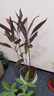 中夢紅葉朱蕉紫竹盆栽大型室內(nèi)喜慶喬遷客廳臥室觀葉年宵花植物Z 朱蕉高0.6-0.8米【6棵】 曬單實拍圖