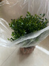 格調(diào)生活小葉赤楠植物盆栽老樁花卉盆景辦公室內(nèi)好養(yǎng)四季常綠陶瓷盆綠植小 五年老樁赤楠原土發(fā)貨（不含盆） 曬單實拍圖