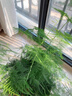 文竹盆栽植物室內(nèi)凈化空氣辦公室綠植花卉盆栽盆景四季常青小盆栽 【特價(jià)促銷款】精品小文竹1盆（簡(jiǎn)易盆） 含盆 曬單實(shí)拍圖