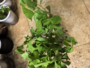 雙色茉莉花盆栽濃香型四季開花持久變色鴛鴦番茉莉花苗綠植物花卉 6年苗（開花多多）高約45-50cm 不含盆 曬單實拍圖