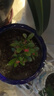 開時(shí)果 鐵海棠盆栽帶花發(fā)貨 虎刺梅四季開花卉植物盆景綠植源頭直發(fā)包郵 鐵海棠+原生盆 曬單實(shí)拍圖