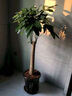 歐芽發(fā)財樹大型綠植客廳大盆栽天堂鳥室內(nèi)辦公室 發(fā)財樹1-1.1米+福字盆 曬單實拍圖
