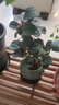 菩提樹盆栽小盼菩提盆景帶果中式禪意桌面擺件室內(nèi)創(chuàng)意好養(yǎng)綠植物 小盼菩提+冰裂墨綠瓷盆+苔蘚+底座 曬單實拍圖