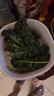 北蔬 羽衣甘藍種子苗四季盆栽陽臺種耐寒菜種籽 綠羽衣甘藍種子100粒 曬單實拍圖