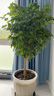 歐芽  幸福樹(shù)客廳大盆栽室內好養花卉盆景綠植辦公室常青植物 【精品幸福樹(shù)】獨桿高1.1-1.3米 帶盆栽好 曬單實(shí)拍圖