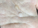 PMPM雙抗套組(玫瑰油5ml+松露氣泡油5ml) 嫩亮抗皺維穩(wěn)精華油體驗裝 曬單實拍圖