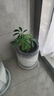 八方來(lái)財老樁鴨腳木鵝掌柴招財樹(shù)室內客廳耐陰耐旱綠植盆栽 老樁 老樁鴨腳木高度40-45 曬單實(shí)拍圖