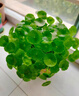 MPPMCK銅錢(qián)草金錢(qián)草水培植物辦公室桌面水養(yǎng)綠植室內(nèi)四季常青花卉盆栽 不帶葉子銅錢(qián)草12根芽營(yíng)養(yǎng)液 【旺宅】不含盆 曬單實(shí)拍圖