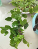 茉莉花盆栽帶花苞室內客廳水培梔子花苗陽臺四季濃香驅蚊花卉植物 【花期帶花】精品茉莉6年5-8棵（加侖盆）+肥料 曬單實拍圖