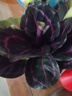 彩虹竹芋盆栽水培孔雀竹芋彩葉綠植物花卉室內(nèi)夏季天除甲醛好養(yǎng)活 紅美麗竹芋（蓮花瓷盆） 曬單實(shí)拍圖