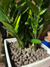 金錢樹盆栽室內(nèi)大盆植物客廳好養(yǎng)辦公室綠植花卉錢串子招財(cái)進(jìn)寶樹 50-60厘米【7-11棵】 基地養(yǎng)殖盆 曬單實(shí)拍圖