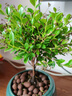 詩甲 小葉赤楠盆景綠植耐寒盆栽室內(nèi)桌面植物辦公室客廳送禮開花結(jié)果 五年赤楠+千里江山盆+底座 曬單實拍圖