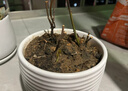 萬般宜植物復活液大樹強力復活營養(yǎng)液生根壯苗發(fā)芽劑發(fā)財樹枯樹爛根專用 【花卉植物通用】 500ml 1瓶 曬單實拍圖