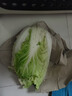 格沃斯（GEWOSI）大白菜包心菜酸菜新鮮批發(fā)黃心翡翠白菜杠菜產(chǎn)地直發(fā)農家自種 2-3斤 曬單實(shí)拍圖