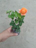 月季花苗果汁陽臺四季可盆栽玫瑰開花特大花藤本花樹薔薇爬藤小苗 果汁陽臺小苗10厘米左右 曬單實拍圖