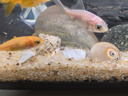 瘋狂水草魚缸造景裝飾溪流石底部砂石天然溪流缸南美缸造景石烏龜躲避曬臺 溪流缸造景套餐（20-30cm缸） 曬單實拍圖