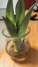 京云夢(mèng)白犀牛海芋盆栽桌面植物天鵝絨竹芋花卉綠植除甲醛泡泡盆源頭直發(fā) 曬單實(shí)拍圖