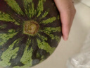 京鮮生 無籽麒麟西瓜 1粒裝 凈重5-7斤 新鮮水果 源頭直發(fā)包郵 曬單實拍圖