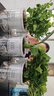 綠有意綠植盆栽多肉花卉盆栽植物室內(nèi)桌面水培綠植辦公室客廳植物懶人 清香3盆】梔子花+九里香+茉莉花 曬單實(shí)拍圖