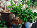 開(kāi)時(shí)果 茉莉花盆栽濃香型 桌面綠植物陽(yáng)臺(tái)花卉樹(shù)苗盆景擺件源頭直發(fā)包郵 精品茉莉花5-10株【加侖盆】 曬單實(shí)拍圖
