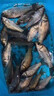 榮予谷麥釣血麥粒顆粒魚(yú)料野釣鯉魚(yú)青魚(yú)魚(yú)餌專(zhuān)用釣魚(yú)餌料鯽魚(yú)麝香酒 麝香血麥1瓶【約1000顆】 曬單實(shí)拍圖