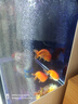 瑞龍魚(yú)缸客廳小型立式超白玻璃背過(guò)濾增氧一體家用落地金魚(yú)錦鯉生態(tài)缸 白色-落地款130cm高+一鍵排污+一體增氧 長(zhǎng)60cm*寬40cm 曬單實(shí)拍圖