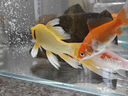 YEE超白魚缸桌面客廳生態(tài)斗金魚烏龜缸造景小型水草養(yǎng)魚玻璃裸缸40cm 曬單實(shí)拍圖