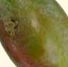 京鮮生 攀枝花凱特芒 凈重8.5斤 帶箱9斤 單果600g+ 生鮮水果 源頭直發(fā) 曬單實拍圖