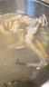 龍頭魚野生龍頭魚新鮮豆腐魚新鮮特級鼻涕魚海鮮九肚魚水潺 野生海捕龍頭魚10-15/斤3斤裝 曬單實拍圖