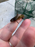 神鯊12孔直徑60魚網(wǎng)蝦籠捕魚籠自動折疊不出只進(jìn)漁網(wǎng)地龍網(wǎng)黃鱔籠漁具 曬單實(shí)拍圖