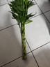 富貴竹水培植物轉(zhuǎn)運竹花卉綠植室內(nèi)盆栽客廳招財帶根大竹子水養(yǎng) 富貴竹70厘米10顆【不含瓶】 曬單實拍圖