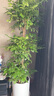 植男植女幸福樹(shù)造型綠寶盆栽真綠植客廳室內(nèi)大型綠植辦公喬遷新居源頭直發(fā) 曬單實(shí)拍圖