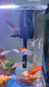 錦鯉魚金魚活魚黃金鯉黑錦鯉紅色魚白錦鯉小型耐活好養(yǎng)冷水蝴蝶鯉 6-8cm黑白紅黃四種顏色6條 曬單實拍圖