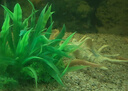冷水黃金泥鰍苗金色清潔魚工具魚清道夫好養(yǎng)耐活新練手觀賞小金魚 金鰍5-8厘米8條 曬單實(shí)拍圖