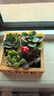 花藝萌多肉植物組合室內(nèi)小盆栽手工diy套餐桌面綠植微景觀拼盤(pán)創(chuàng)意擺件 （love 木盒）四顆隨機(jī)發(fā) 含盆 曬單實(shí)拍圖