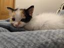 添賜力奶糕貓糧幼貓12月齡乳鐵蛋白奶糕貓咪牛初乳免疫糧3LB(1.36kg) 曬單實(shí)拍圖
