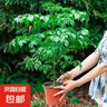 幸福樹平安樹綠植花卉小盆栽室內(nèi)客廳辦公室四季常青植物凈化空氣 精品：大幸福樹獨桿40-60高 曬單實拍圖