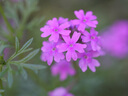 騰龍（Tamron）F072S 90mm F2.8 Di III MACRO VXD定焦微距鏡頭 人像昆蟲花草口腔 全畫幅微單鏡頭(索尼全幅E口) 曬單實(shí)拍圖