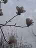 like uu兒童內(nèi)褲男女童純棉a類平角三角褲發(fā)育期小學(xué)生內(nèi)褲舒適透氣 曬單實(shí)拍圖