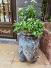 荷府家居 家居戶(hù)外庭院大象擺件門(mén)口招財抱鼓石門(mén)墩一對 新中式人造石墩子花盆 花象兩只+花盆 曬單實(shí)拍圖