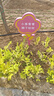 中諾九城愛(ài)護花草標識牌 草坪警示牌 公園綠化牌子 A12款花草標識牌 曬單實(shí)拍圖